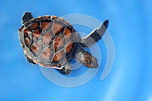 Hawksbill sea turtle on blue background