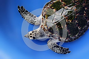 Hawksbill sea turtle on blue background