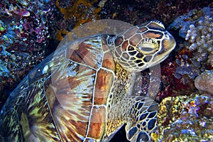 Hawksbill Sea Turtle, Bunaken National Marine Park, Indonesia