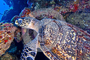 Hawksbill Sea Turtle, Bunaken National Marine Park, Indonesia