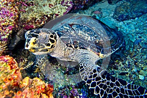 Hawksbill Sea Turtle, Bunaken National Marine Park, Indonesia