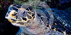 Hawksbill Sea Turtle, Bunaken National Marine Park, Indonesia