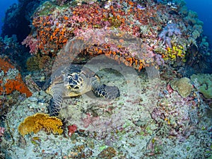 Hawksbill sea turtle, Chelonia mydas. Misool, Raja Ampat, Indonesia