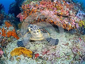 Hawksbill sea turtle, Chelonia mydas. Misool, Raja Ampat, Indonesia