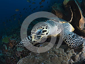 Hawksbill sea turtle photo