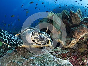 Hawksbill sea turtle photo