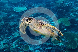 Hawksbill sea turtle coral reef background