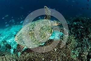 Hawksbill Sea Turtle and Coral Reef in Indonesia