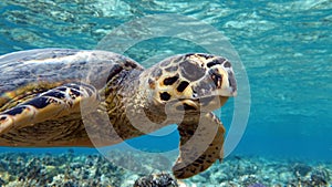 Hawksbill sea turtle (CR species) Hawksbill Turtle - Eretmochelys imbricata.