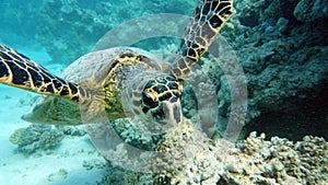 Hawksbill sea turtle (CR species) Hawksbill Turtle - Eretmochelys imbricata.