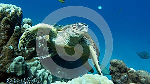 Hawksbill sea turtle (CR species) Hawksbill Turtle - Eretmochelys imbricata.