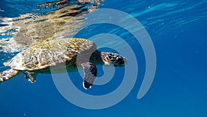 Hawksbill sea turtle (CR species) Hawksbill Turtle - Eretmochelys imbricata.