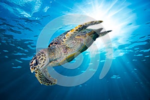 Hawksbill sea turtle dive down into the deep blue ocean photo