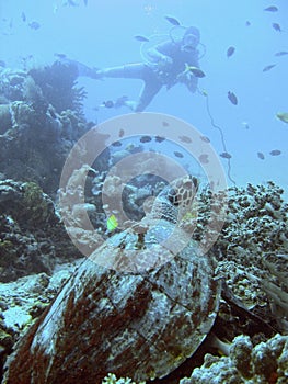 Hawksbill sea turtle and diver