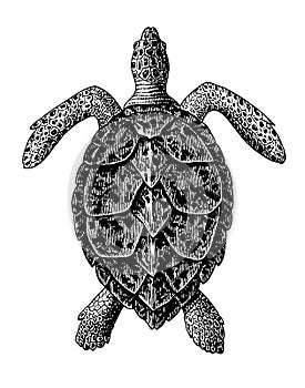 Hawksbill Sea Turtle Engraving Vintage Illustration photo