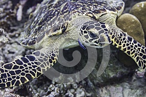 Hawksbill sea turtle (Eretmochelys imbricata)