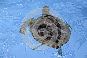 Hawksbill sea turtle (Eretmochelys imbricata)