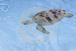 Hawksbill sea turtle (Eretmochelys imbricata)