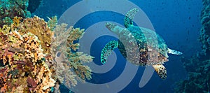 Hawksbill sea turtle (Eretmochelys imbricata)