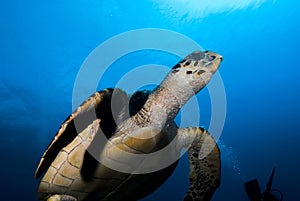 A Hawksbill Sea Turtle (Eretmochelys imbricata)