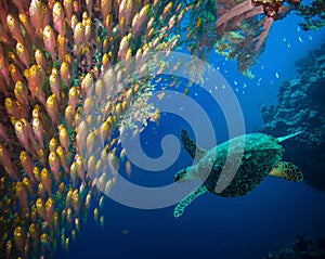 Hawksbill sea turtle (Eretmochelys imbricata)