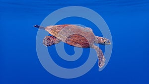 Hawksbill sea turtle, Eretmochelys imbricata. Blue water background, Raja Ampat