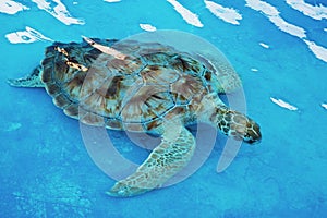 Hawksbill sea turtle Eretmochelys imbricata is critically endangered sea turtle