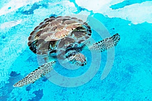 Hawksbill sea turtle Eretmochelys imbricata is critically endangered sea turtle