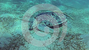 Hawksbill sea turtle Eretmochelys imbricata eats soft corals on the reef