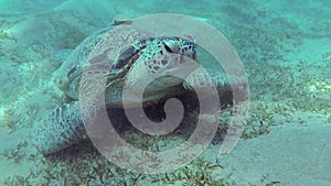 Hawksbill sea turtle Eretmochelys imbricata Eats Soft Corals on the Reef
