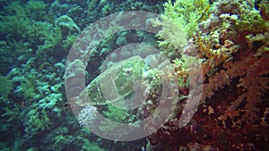 Hawksbill sea turtle Eretmochelys imbricata Eats Soft Corals on the Reef Elphinstone