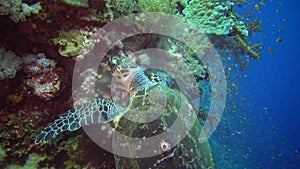 Hawksbill sea turtle Eretmochelys imbricata Eats Soft Corals on the Reef Elphinstone