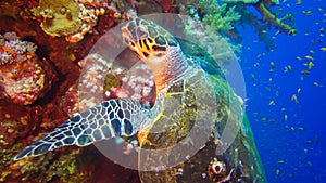 Hawksbill sea turtle (Eretmochelys imbricata) Eats Soft Corals on the Reef Elphinstone, Red Sea