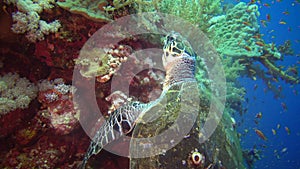 Hawksbill sea turtle Eretmochelys imbricata Eats Soft Corals on the Reef Elphinstone, Red Sea, Egypt