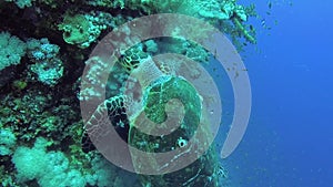 Hawksbill sea turtle Eretmochelys imbricata Eats Soft Corals on the Reef Elphinstone, Red Sea, Egypt
