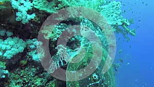 Hawksbill sea turtle Eretmochelys imbricata Eats Soft Corals on the Reef Elphinstone, Red Sea, Egypt