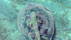 Hawksbill sea turtle Eretmochelys imbricata Eats Soft Corals on the Reef, Red Sea, Egypt