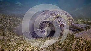 Hawksbill sea turtle Eretmochelys imbricata or Green sea turtle Chelonia mydas eating seaweed on the seabed