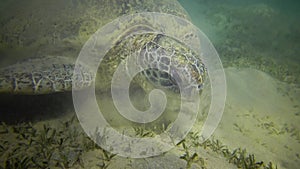 Hawksbill sea turtle Eretmochelys imbricata or Green sea turtle Chelonia mydas eating seaweed on the seabed