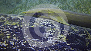 Hawksbill sea turtle Eretmochelys imbricata or Green sea turtle Chelonia mydas eating seaweed on the seabed, Red Sea