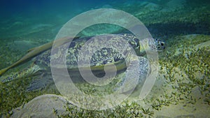 Hawksbill sea turtle Eretmochelys imbricata or Green sea turtle Chelonia mydas eating seaweed on the seabed, Red Sea