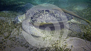 Hawksbill sea turtle Eretmochelys imbricata or Green sea turtle Chelonia mydas eating seaweed on the seabed, Red Sea, Egypt