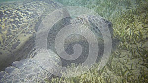 Hawksbill sea turtle Eretmochelys imbricata or Green sea turtle Chelonia mydas eating seaweed on the seabed, Red Sea, Egypt