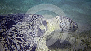 Hawksbill sea turtle Eretmochelys imbricata or Green sea turtle Chelonia mydas eating seaweed on the seabed, Red Sea, Egypt