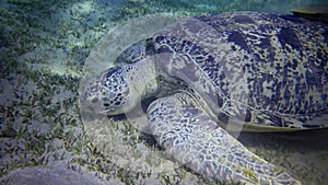 Hawksbill sea turtle Eretmochelys imbricata or Green sea turtle Chelonia mydas eating seaweed on the seabed, Red Sea, Egypt