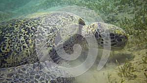 Hawksbill sea turtle Eretmochelys imbricata or Green sea turtle Chelonia mydas eating seaweed on the seabed, Red Sea, Egypt