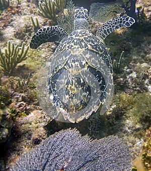 Hawksbill Sea Turtle Eretmochelys imbricata