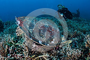 Hawksbill Sea Turtle Feeding on Reef in Indonesia