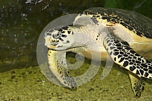 Hawksbill sea turtle floating in a glass aquarium.