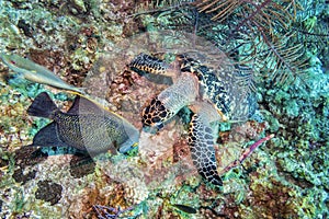 Hawksbill Sea Turtle and French Angelfish